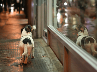 chien perdu